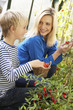 Young woman with teenager harvesting tomatoes