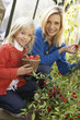 Young woman with child harvesting tomatoes
