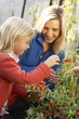 Young woman with child harvesting tomatoes