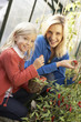 Young woman with child harvesting tomatoes