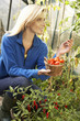 Young woman harvesting tomatoes