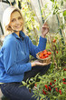 Young woman harvesting tomatoes