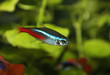 Aquarium fish neon. Close up.
