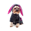 Foto: Cute yorkshire terrier in rabbit suit Cute yorkshire terrier in rabbit suit