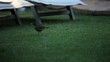 Blackbird on the grass