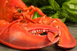 Homard cuit