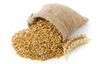 Wheat