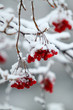 beere im schnee beere im schnee