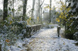 allée du parc en hiver