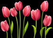 Set of pink tulip flowers with leaves Set of pink tulip flowers with leaves