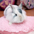 Lapin
