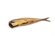 mackerel