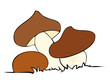 Edible mushrooms.