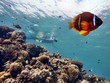 Red Sea