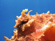 Octopus eye.