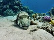 Kugelfisch im roten Meer