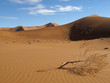 Sanddüne mit vertrockneten Baum