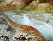 Mountain Stream