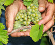 Foto: Weintrauben in der Hand - Vine Grapes Weintrauben in der Hand - Vine Grapes
