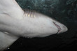 Sand tiger shark aka. Grey nurse shark