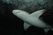 Grey reef shark