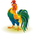 Colorful rooster Colorful rooster