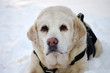 Labrador Suchhund im Schnee