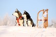 zwei Hunde und Schlitten
