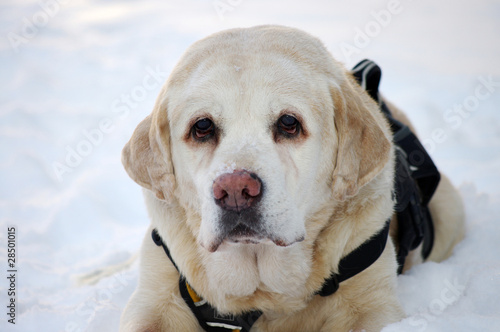 Foto: Labrador Suchhund im Schnee Labrador Suchhund im Schnee