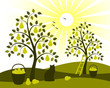 pear tree orchard pear tree orchard