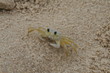 crabe