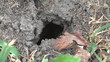 Hornet's nest.