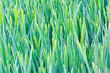 Reeds on the bank of lake for floral background