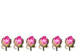 lotus flower on white blackground