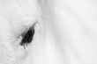 White horse's black and white art portrait