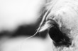 White horse's black and white art portrait