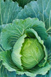 cabbage head