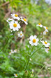 Flower Flower