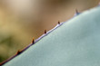 Photo: spitze Kaktusstacheln spitze Kaktusstacheln
