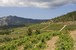 Foto: Griechischer Wein Griechischer Wein