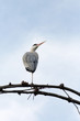 Foto: Graureiher (Ardea cinerea) Graureiher (Ardea cinerea)