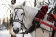 White horse is in a beautiful team