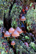Mushrooms