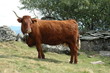 vache de salers au paturage vache de salers au paturage