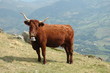 vache salers et sa cloche vache salers et sa cloche