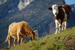 vaches à l'alpage