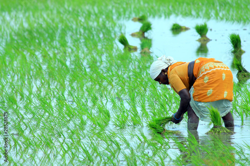 Photo: Indian farmer working on Field Indian farmer working on Field