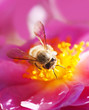 Bee collecting honey