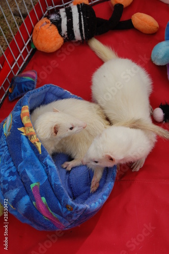 Photo: Ferrets Ferrets