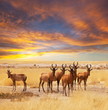 Antelope